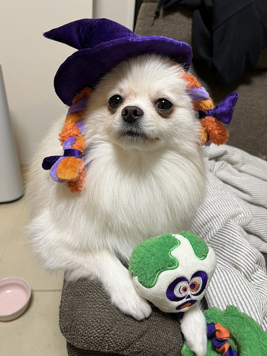 netgeekAnimal's tweet photo. ポメラニアンのむぎち「おやつをくれないといたずらしちゃうぞ」 | netgeek https://t.co/XnyIlIos2U https://t.co/62jDvkWMpa