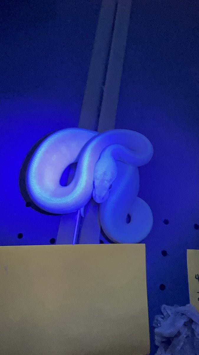 local_reptiles's tweet image. What do y’all think… did we hit a blue eyed Lucy STRANGER?
#ballpython #strangerballpython #LOCALreptiles #animals #reptile