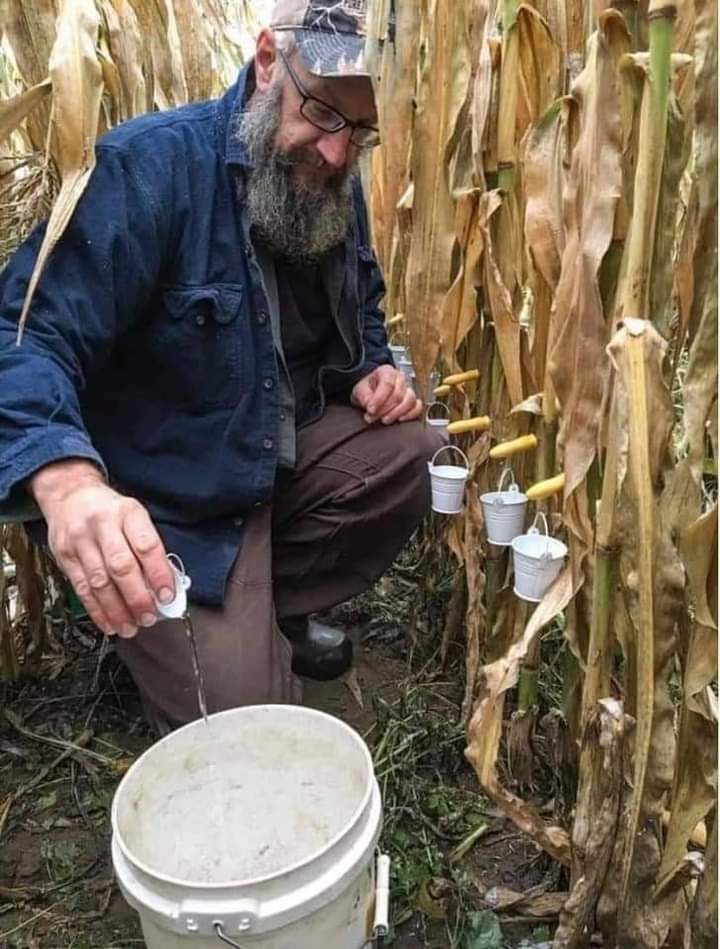 Muhamad__Mohsin's tweet photo. #Corn_Syrup
 مکئی کے نشاستہ سے بنایا جاتا ہے اور اس میں درجے کے لحاظ سے مختلف مقدار میں شکر گلوکوز، مالٹوز اور زیادہ اولیگوساکرائڈز شامل ہوتے ہیں۔  مکئی کا شربت کھانوں میں ساخت کو نرم کرنے، حجم میں اضافے، چینی کے کرسٹلائزیشن کو روکنے اور ذائقہ بڑھانے کے لیے استعمال کیا جاتا ہے۔ https://t.co/ydjtx9qy0F
