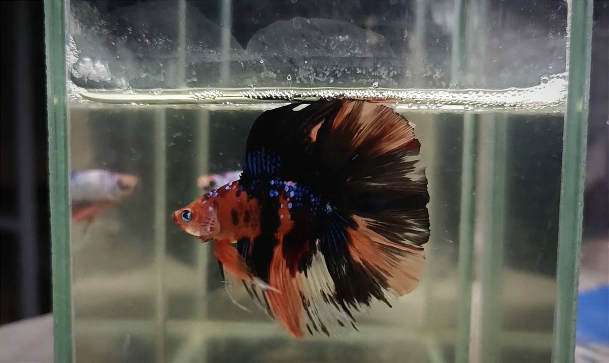 MammossB's tweet photo. #ปลากัด #bettafish https://t.co/1TrbFrPTZP