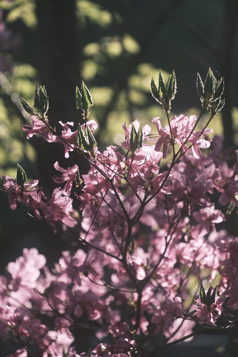 「無題」

#写真好きな人と繋がりたい
#ファインダー越しの私の世界 
#FUJIFILM 
#photography