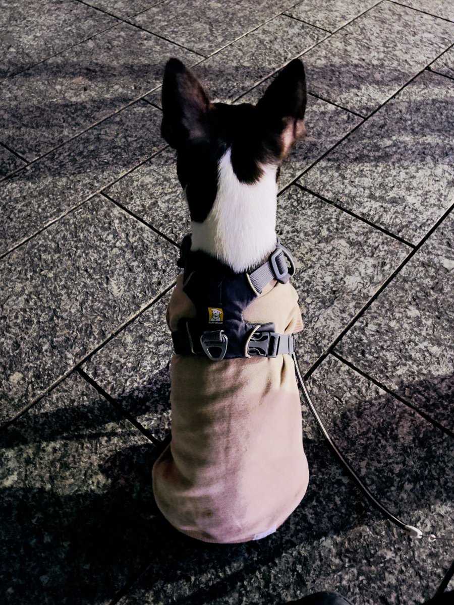 #AllSaintsDay  #Colombia #bostonterrier #ボストンテリア