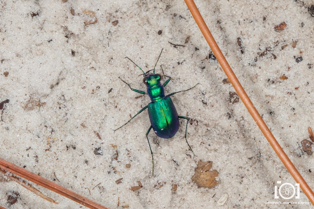 apsciencebydan's tweet photo. It's *gestures at the Thing* this season again. 💚
One of the festive Tiger Beetles - likely cicindela scutellaris unicolor
11/6/22. N. Florida https://t.co/uBzFKPCm3S