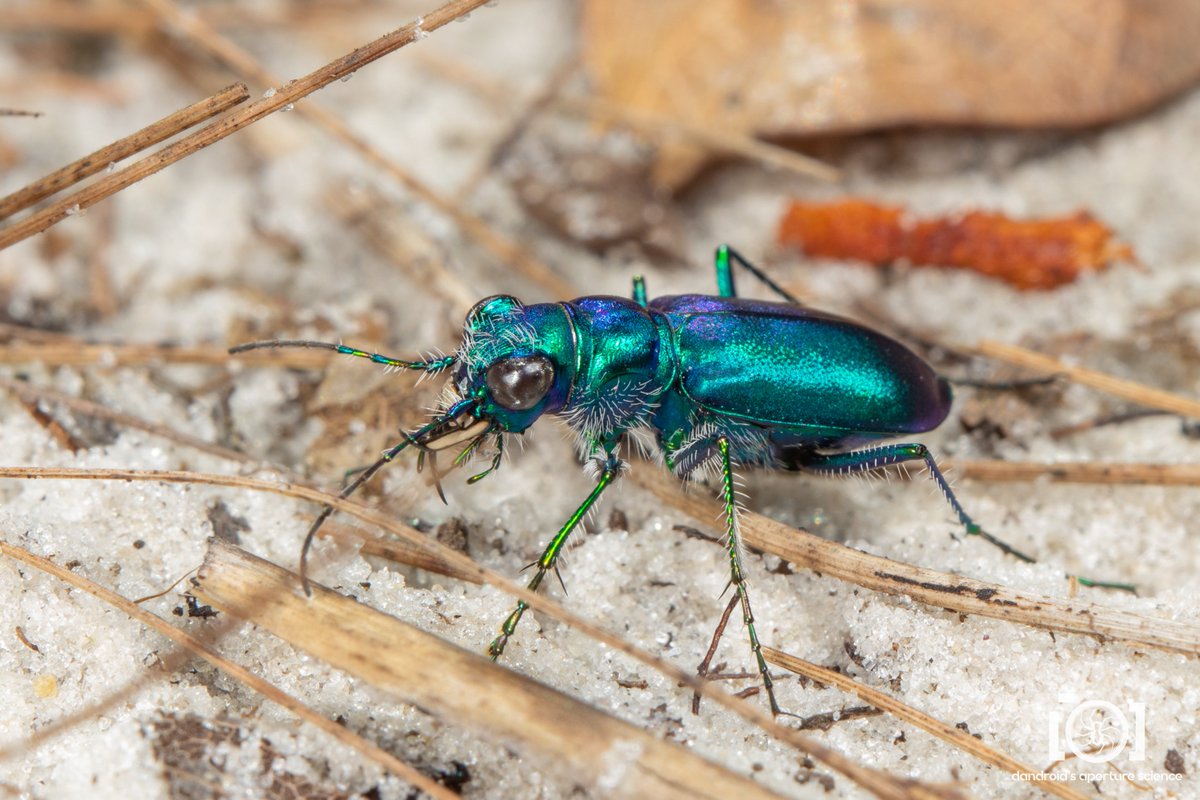 apsciencebydan's tweet photo. It's *gestures at the Thing* this season again. 💚
One of the festive Tiger Beetles - likely cicindela scutellaris unicolor
11/6/22. N. Florida https://t.co/uBzFKPCm3S