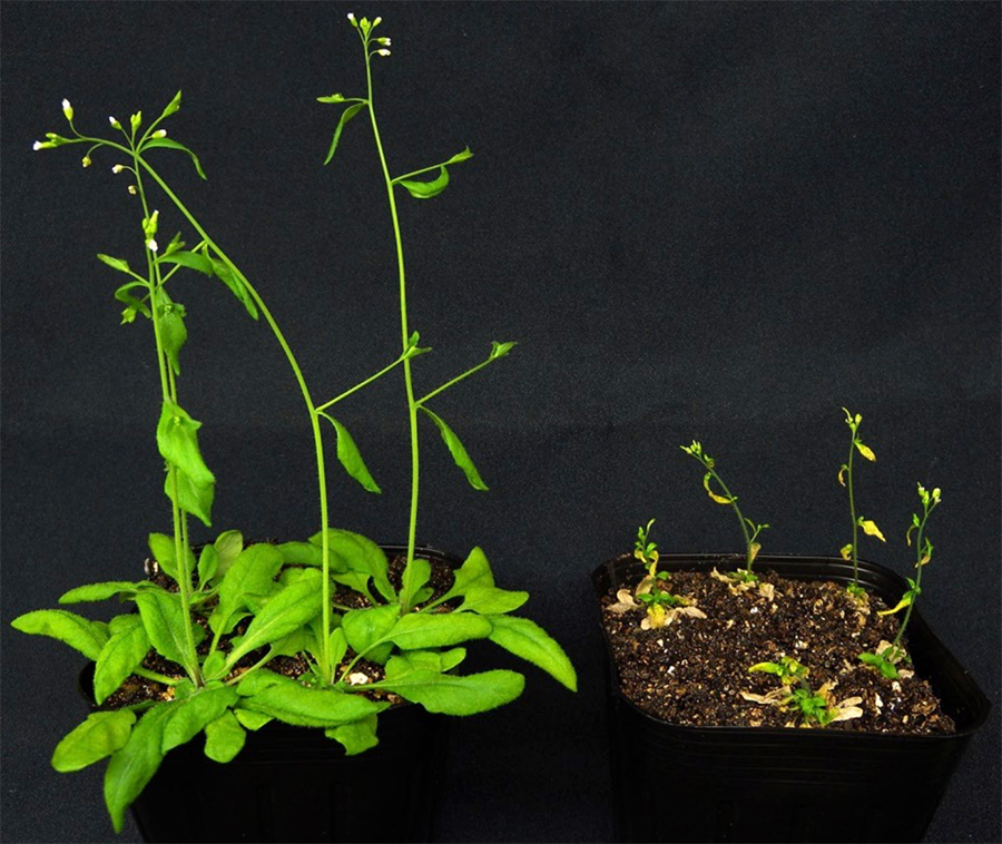 NU_GS_Science's tweet image. #LabSpotlight! The Laboratory of Multicellular Coordination studies how a variety of cells in the plant body communicate and cooperate to constitute a well-ordered individual.
HP: bio.nagoya-u.ac.jp/english/labora…