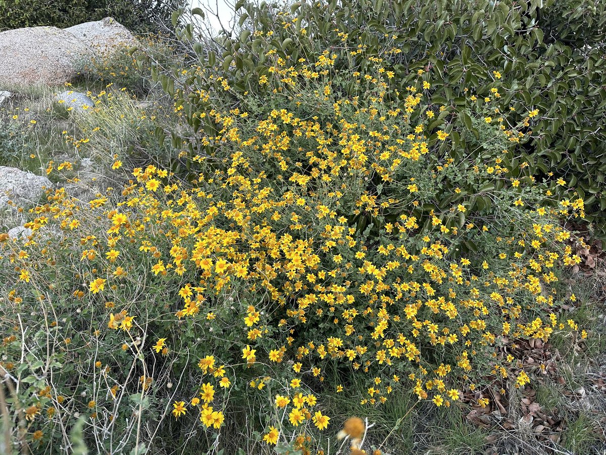 方舟子 on Twitter "今日所见野花：艾顿沙漠金菊(Acton’s brittle bush)、大四时花(giant four o