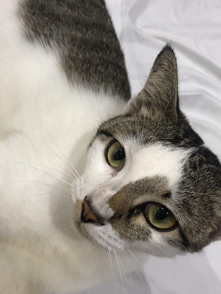 findinghani's tweet image. My cat : Kakak wfh ke today?