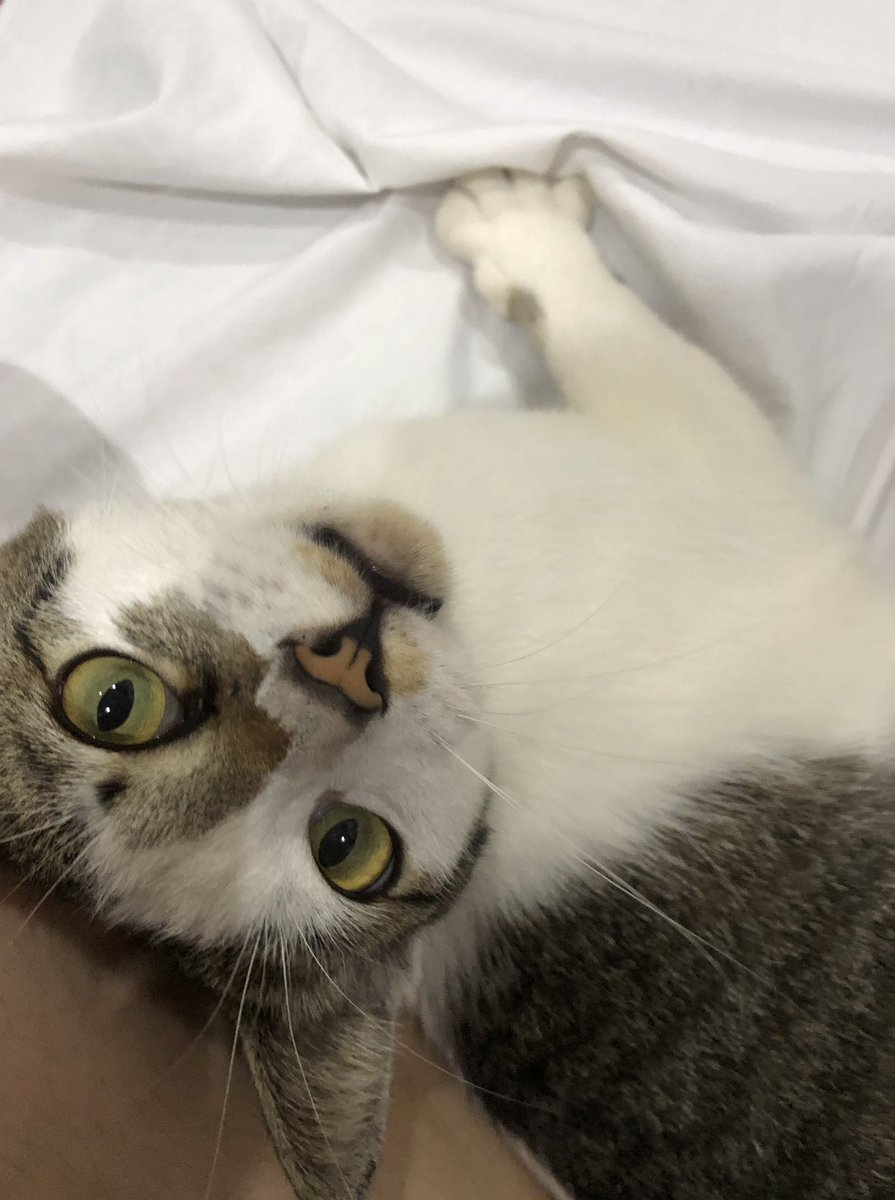 findinghani's tweet image. My cat : Kakak wfh ke today?