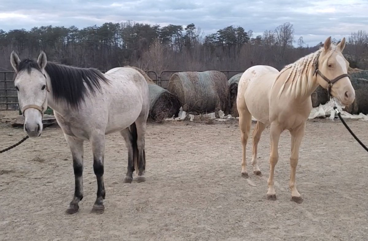 The_Wanderer73's tweet photo. Arty (1.5 y.o.) and new kid Maverick (4 y.o.) this evening. 🤯 https://t.co/zSnIQxfM5R