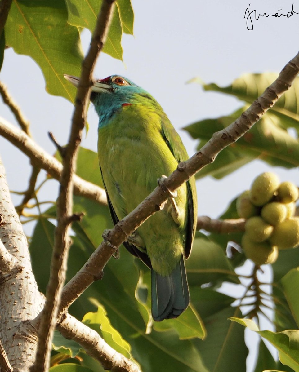 khan210174's tweet image. BLUE-THROATED BARBET Megalaima asiatica #Islamabad #october2020 #birdwatching #birdphotography #birds #birding #BirdTwitter @WWFPak #NatGeoEsp #natgeoindia #DiscoveryPlus #birdsofpakistan