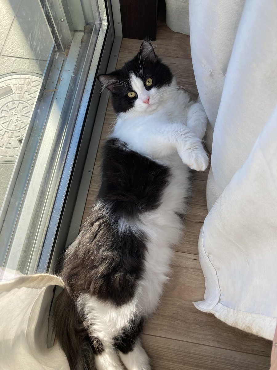 もうライメイたちと体重同じくらいになった5か月3.7kgの子猫。でかい
