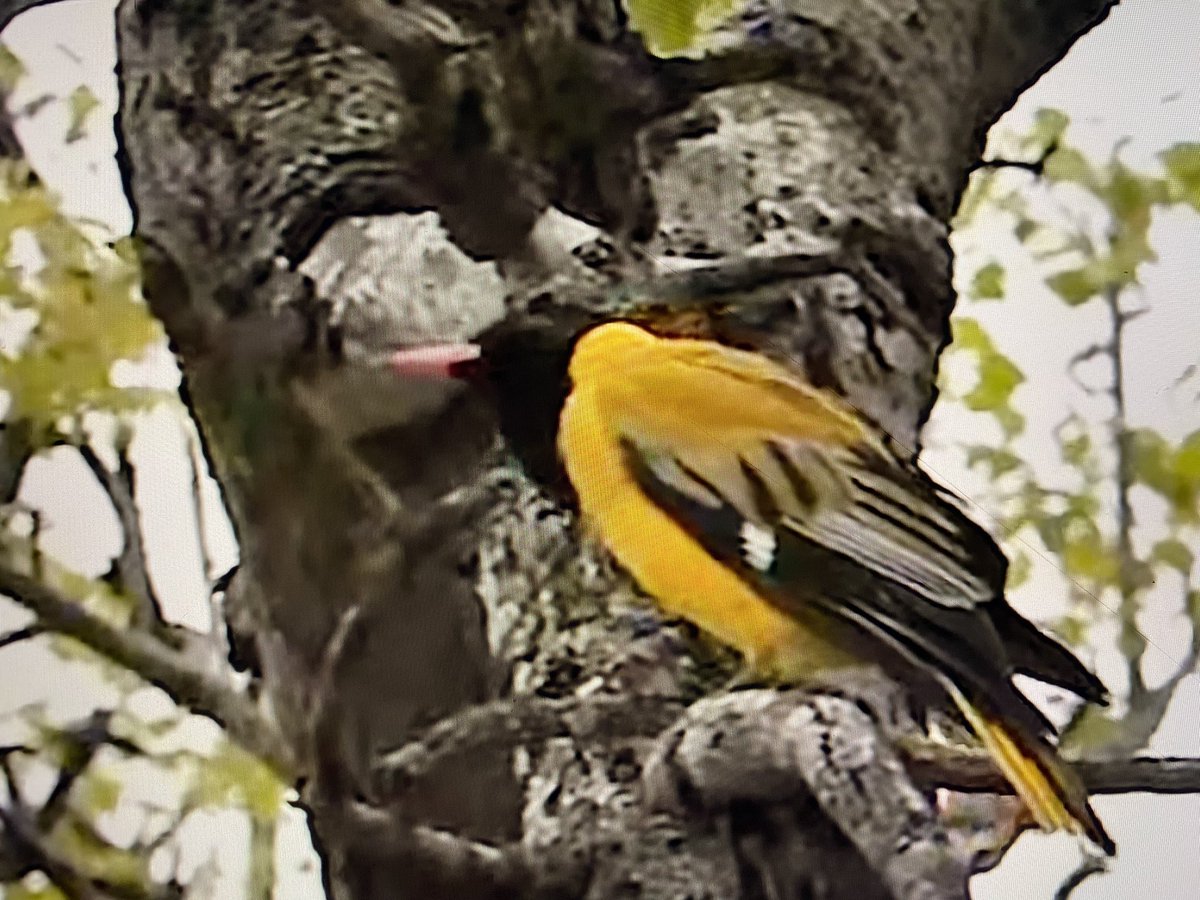 MarciMcCall24's tweet photo. Beautiful Bird with Brent #PDTV https://t.co/GcI5KYTeNl