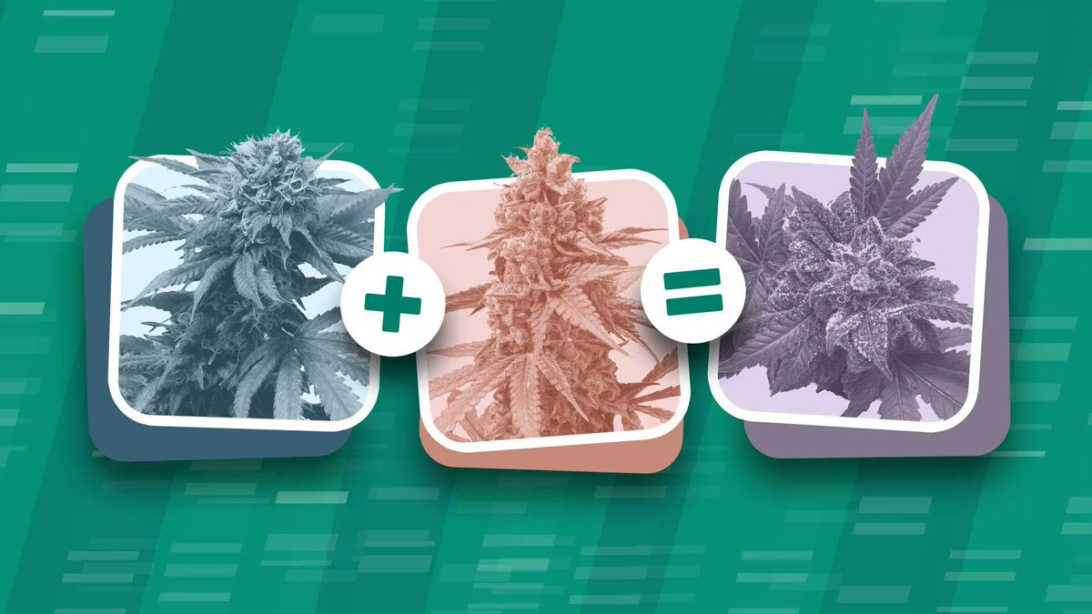 How are new cannabis strains created?

Every year, dozens of new cannabis strains are created, each one combining the flavors, aromas, and effects of two or more strains into a new one.

Keep reading to learn how: buff.ly/3sThi5M

#Cannabis #CannabisStrains