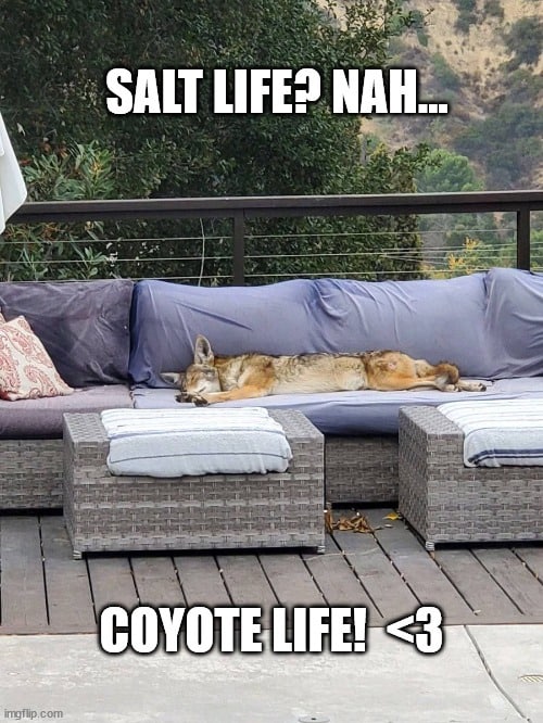 HourlyYote's tweet photo. https://t.co/1vZEzfkWZw