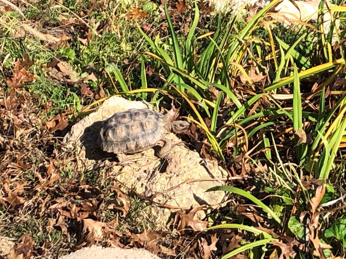 TacoTheTortoise tweet media