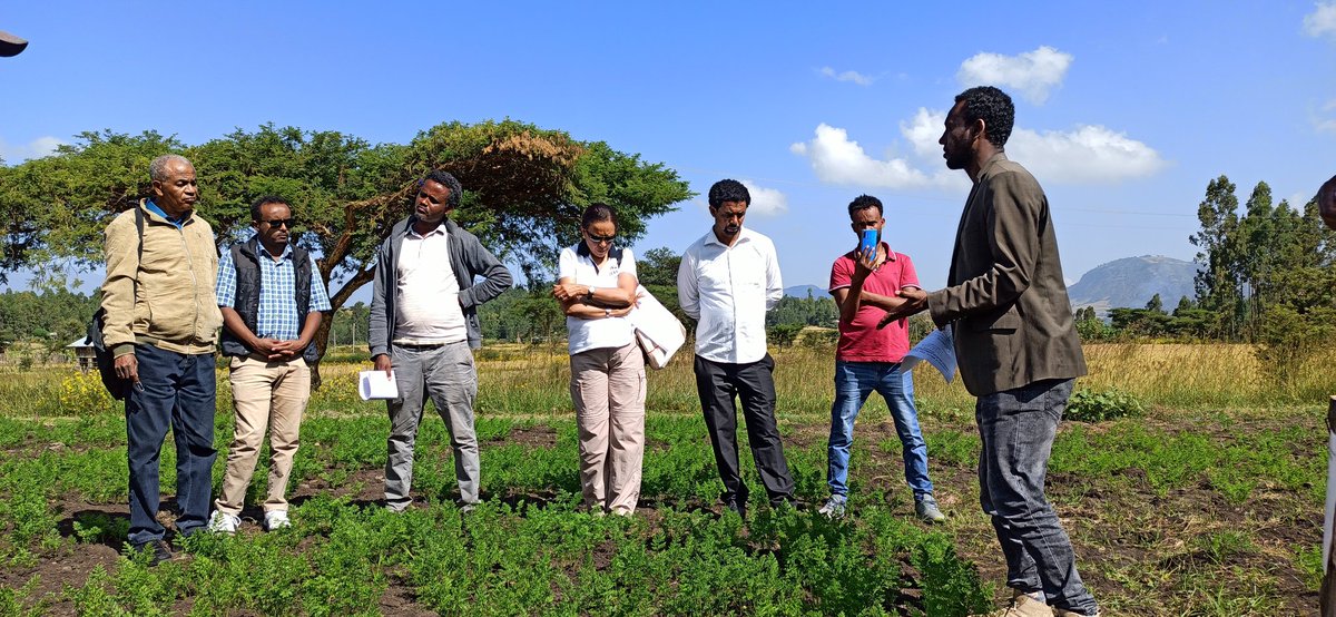EOA_Ethiopia's tweet photo. Under the #EOA-I project, #WolloUniversity, #Ethiopia  is conducting conducting a research to determine rate of #Vermicompost application in #SouthWollo area. Good progress so far. Research on #plantprotection &amp; #Soilhealth using #organicfarming technologies &amp;Practices. https://t.co/Bz8yCARiE5