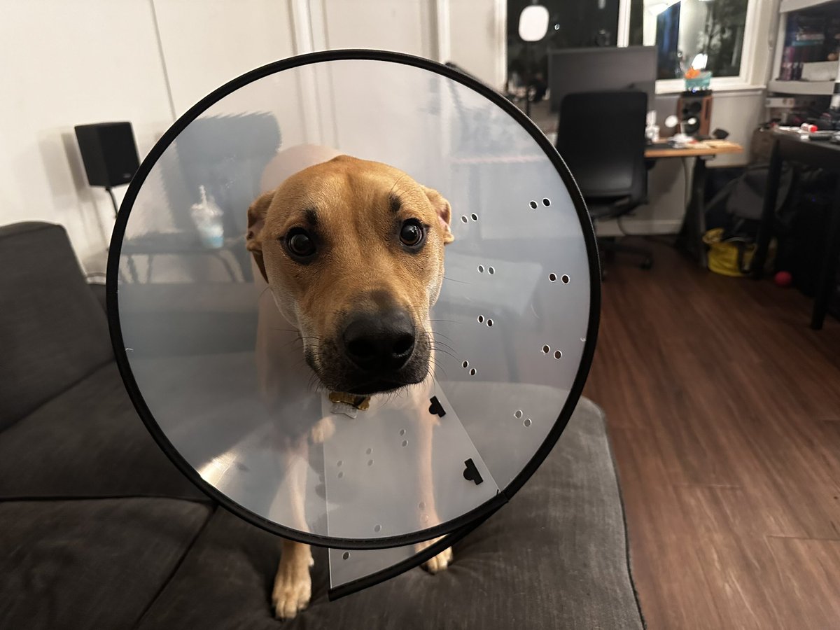 BobbyTheHound's tweet photo. 🥺 https://t.co/3ICr6ehKgt