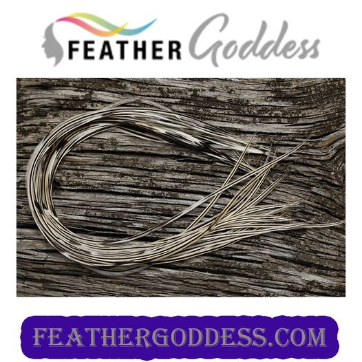 FUNKY BADGER HAIR FEATHERS
feathergoddess.com/.../Hair.../FG…...
:
#hairstyles #hairextensions #hairsolons  #featherhairextensions #hairstyle #fashionfeathers #feathergoddess #extensionspecialist #hairdresser #collegefootball  #collegiatesports #schoolcolors #holidaycolors #holidays