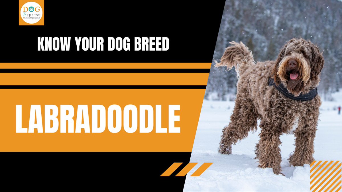 Dog_express's tweet photo. Know your breed: Labradoodle π
https://t.co/CPhvSEs49T
#Dogexpress #Doglovers #Dogowners #labradoodle #labradoodlesofinstagram #doodlesofinstagram #labradoodlepuppy #goldendoodle #labradoodles #dogoftheday #labradoodlelove #labradoodlenation #labradoodlelife https://t.co/ut08SfCT6z