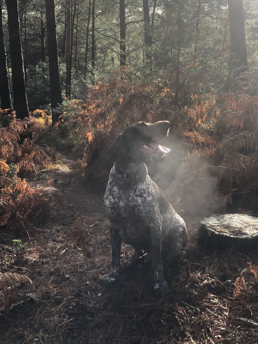 Here’s my admin support 👇🏼… if you’d like a discovery chat for 15 mins or so he’ll send you the invite - by the time we chat he’s likely to be curled up asleep in his bed but hey… #ifa #digitalfinancialplanning #paraplanner