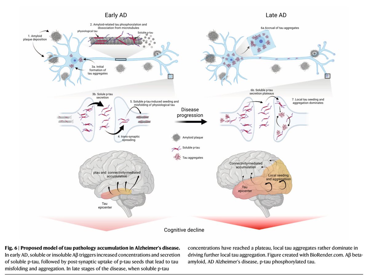 Nico Franzmeier (@nfranzme) on Twitter photo Very happy to share our new work in <a href="/NatureComms/">Nature Communications</a>, showing that amyloid-related spreading of fibrillar tau is driven by soluble p-tau in #Alzheimer's disease.
Many thanks to co-first author @alexa_pichetb, <a href="/RikOssenkoppele/">RikOssenkoppele</a>, <a href="/OskarHansson9/">Oskar Hansson</a> and many others! doi.org/10.1038/s41467… Very happy to share our new work in <a href="/NatureComms/">Nature Communications</a>, showing that amyloid-related spreading of fibrillar tau is driven by soluble p-tau in #Alzheimer's disease.
Many thanks to co-first author @alexa_pichetb, <a href="/RikOssenkoppele/">RikOssenkoppele</a>, <a href="/OskarHansson9/">Oskar Hansson</a> and many others! doi.org/10.1038/s41467…