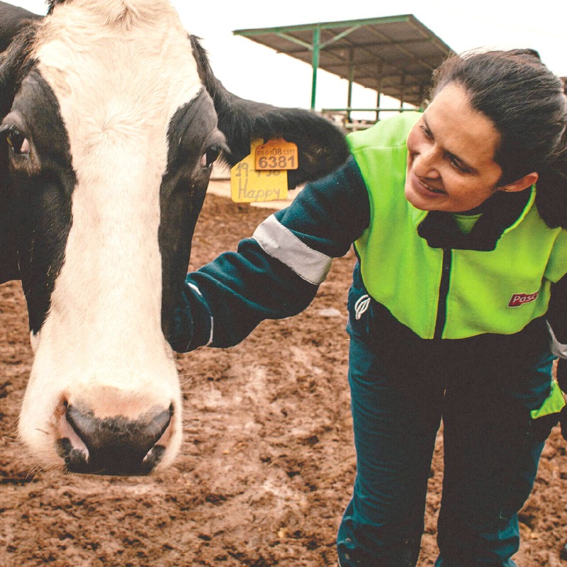 Pascual's tweet photo. “Las vacas son muy buenas” dice Leonor Patricia Arias con una amplia sonrisa, mientras acaricia a Happy en la granja de Fuentespina, donde trabaja junto a Gloria Emilsen, ordeñando y manejando con mucho cariño para lograr la mejor @Lechepascual_es. #DarLoMejor
