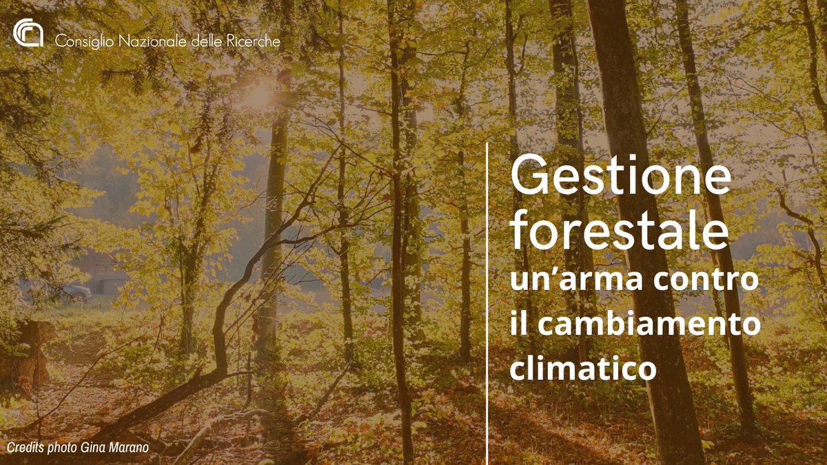 Gestione forestale: un’arma contro il cambiamento climatico
Due studi @isafomcnr analizzano la capacità di sequestro e stoccaggio del carbonio in diversi scenari di #gestioneforestale e #cambiamentoclimatico di ecosistemi forestali europei.
Leggi di più👇
cnr.it/it/comunicato-…
