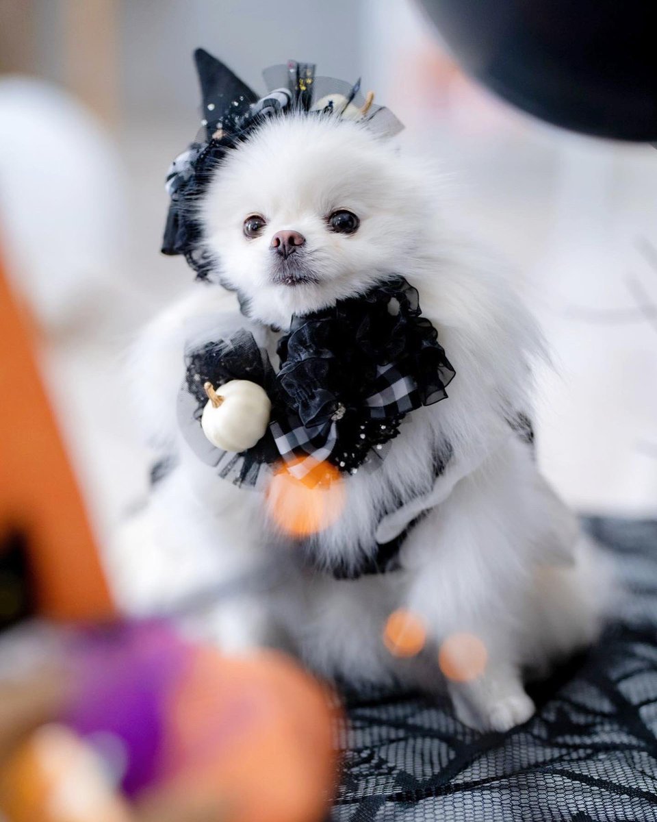 tip20201015's tweet photo. ハロウィン終わったけど可愛いから載せる👻 https://t.co/aUyLFAAMVU
