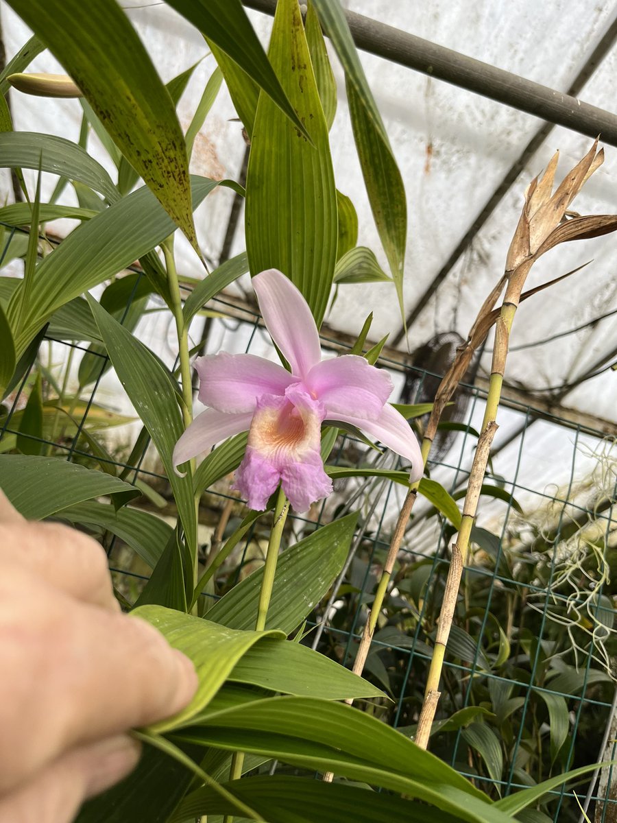 #blooming in #winter for #SobraliaSunday In #SanFrancisco #greenhouses #beautiful #orchid #flowers