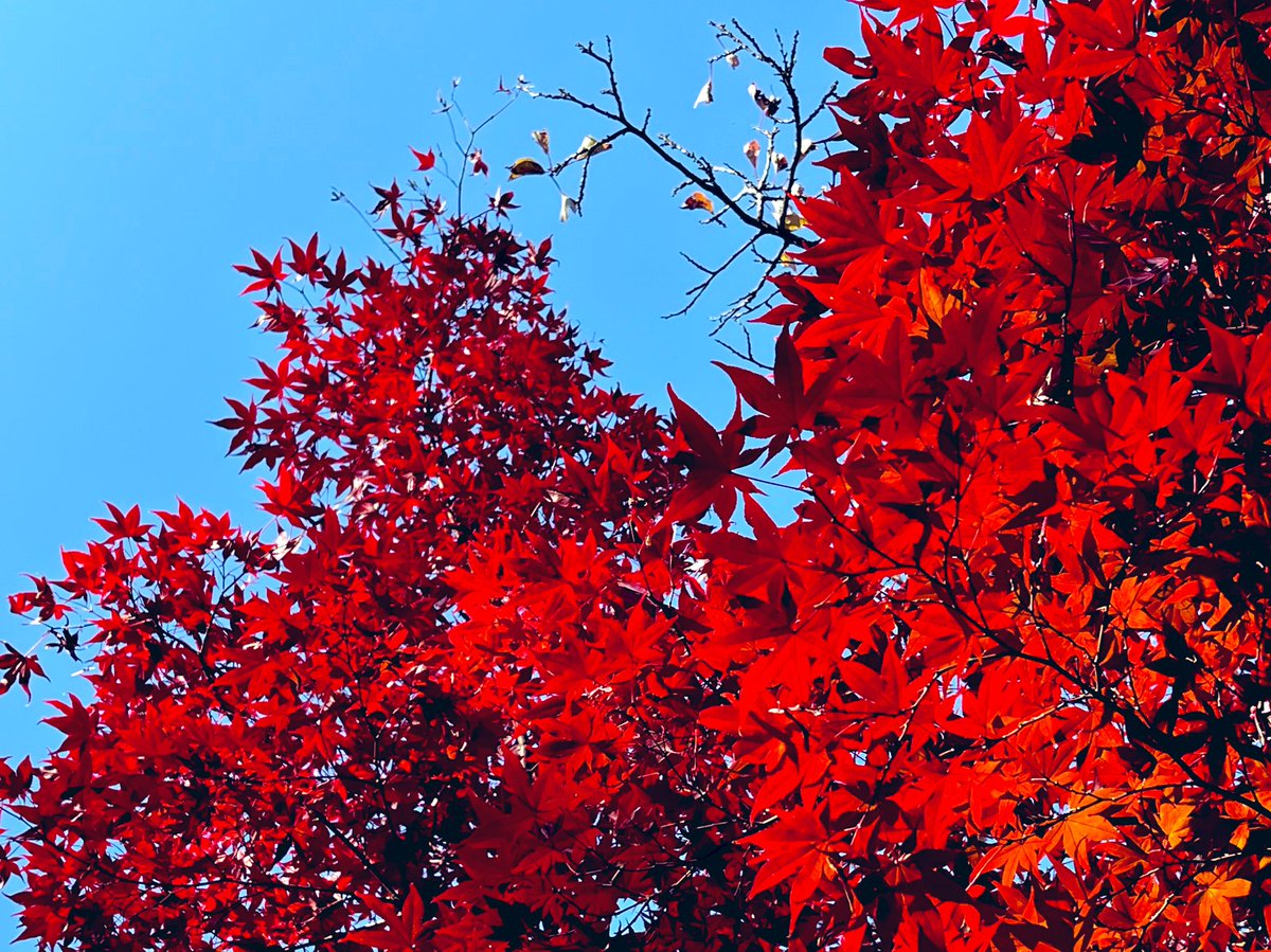 「紅葉のこの鮮やかさよ 」|JOY86式。のイラスト