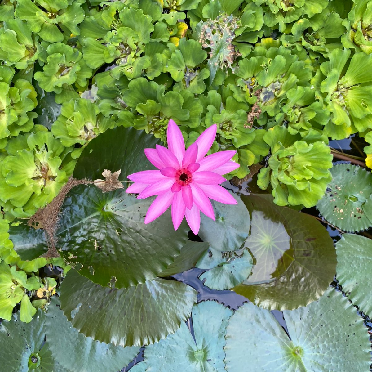 We are very excited to introduce a variety of Ayurvedic massages to our range of holistic treatments!

🌼  Abhyanga – Full Body Oil Massage
🌼  Ayurvedic Deep Tissue 
🌼  Shiro Abhyanga – Indian Head Massage
🌼  Ayurvedic Pregnancy &amp; Postnatal Massage 

buff.ly/3NrBSni