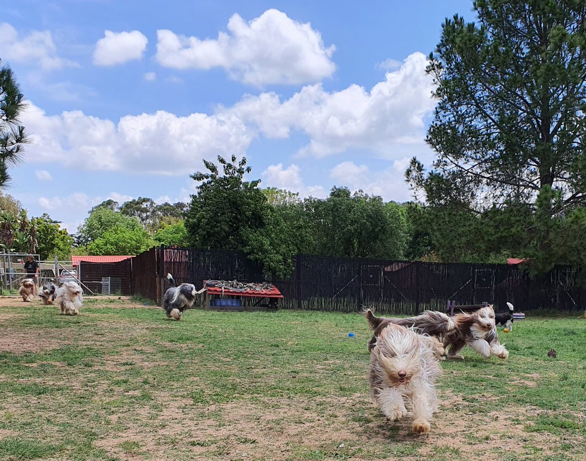 IrminZ's tweet photo. The field is open for playtime. Beardie stampede ensues 😀 https://t.co/eUjHF5knDB