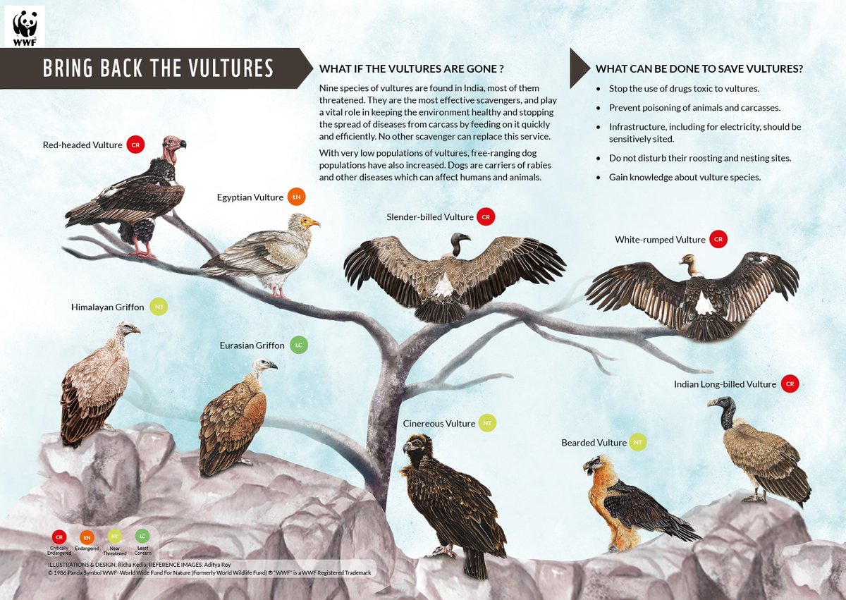 Vultures of India poster illustrated and designed by me 
#vultureposter #raptors #birdillustrations