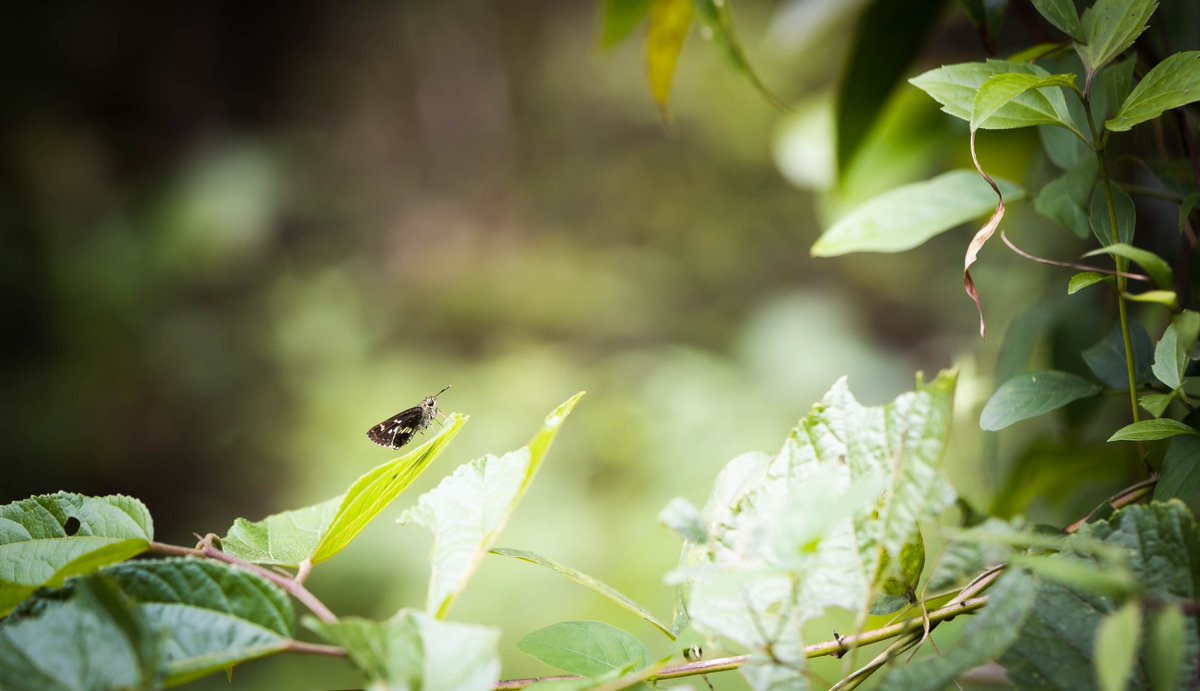 A frame is, after all, what you make of it. Moore's Ace #IndiAves #ThePhotoHour #TwitterNatureCommunity #TwitterNaturePhotography #canon #westerghats #coorg #BBCWildlifePOTD #natgeoindia #Discovery