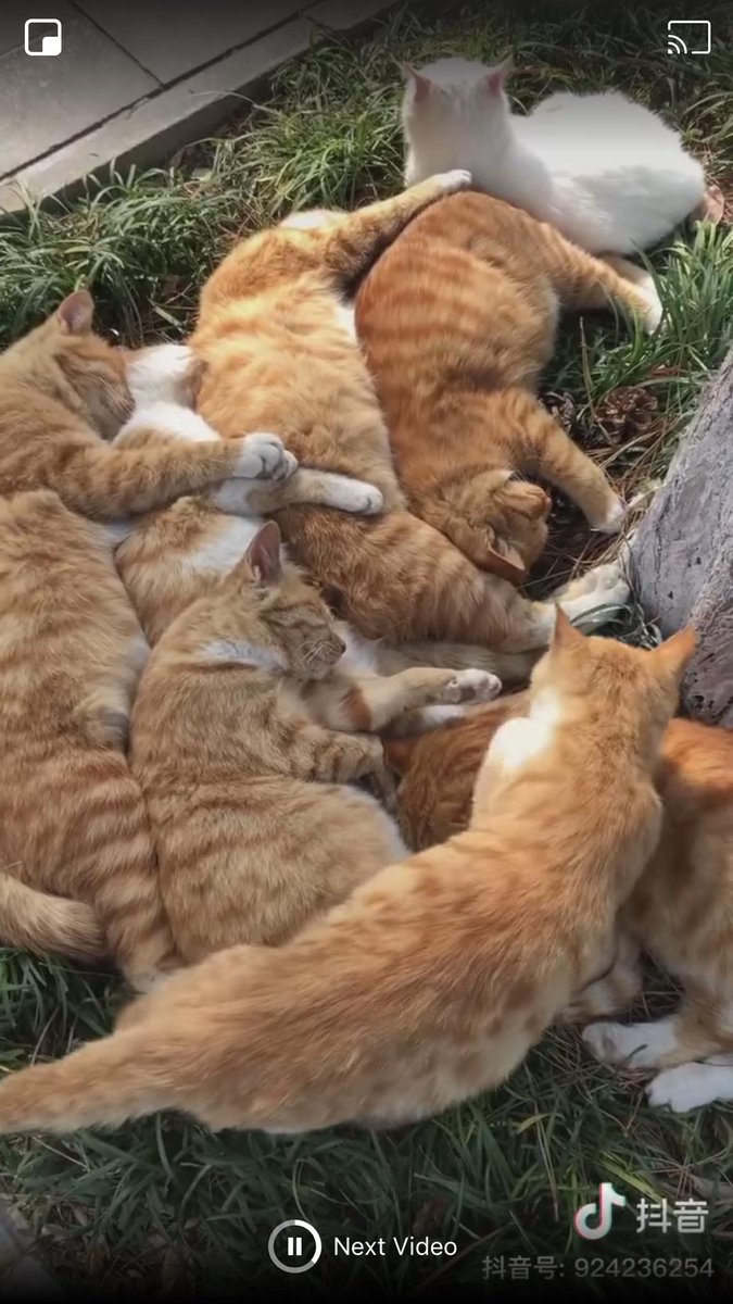 Take Meow Hand On Twitter Take A Short Nap Https t co RHnUhEMm0K take-meow-hand-on-twitter-take-a-short-nap-https-t-co-rhnuhemm0k