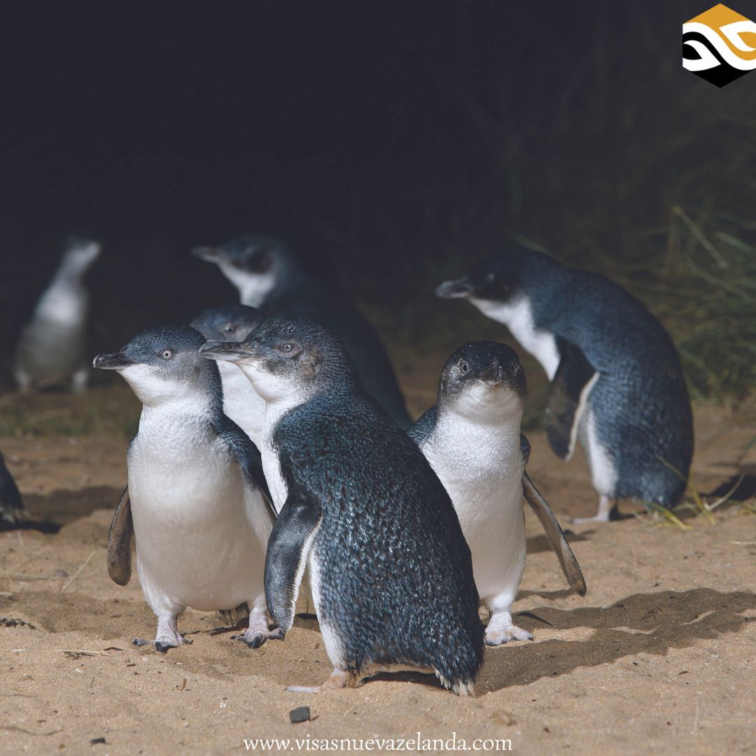VisasNz's tweet image. Pingüinos de #NuevaZelanda

En Nueva Zelanda tenemos la oportunidad de observar pingüinos en su hábitat natural. Los pingüinos azules son los más comunes y los sitios más recomendables para verlos son en la Península de Banks, Omaru, Dunedin, Marlborough Sounds, y Timaru.