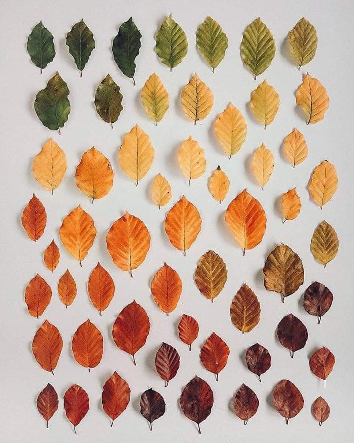 franch_laura's tweet photo. Lunes y pantone de otoño.

¡Buenos días!
Bon dia! https://t.co/8MQOKRqYso