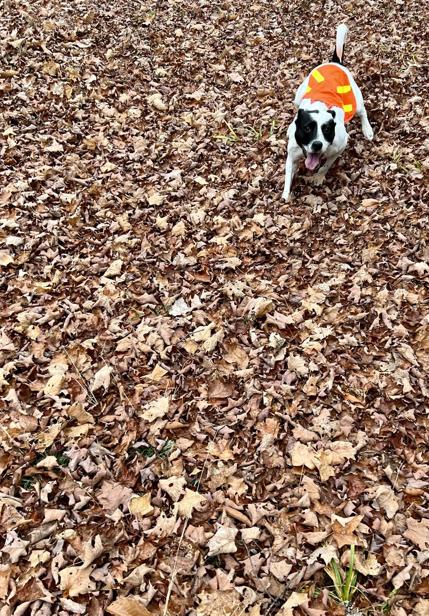 my kid adopted a puppy from the same foster that josie had. they were daycare friends and now they’re family. you can see that this makes josie very happy.