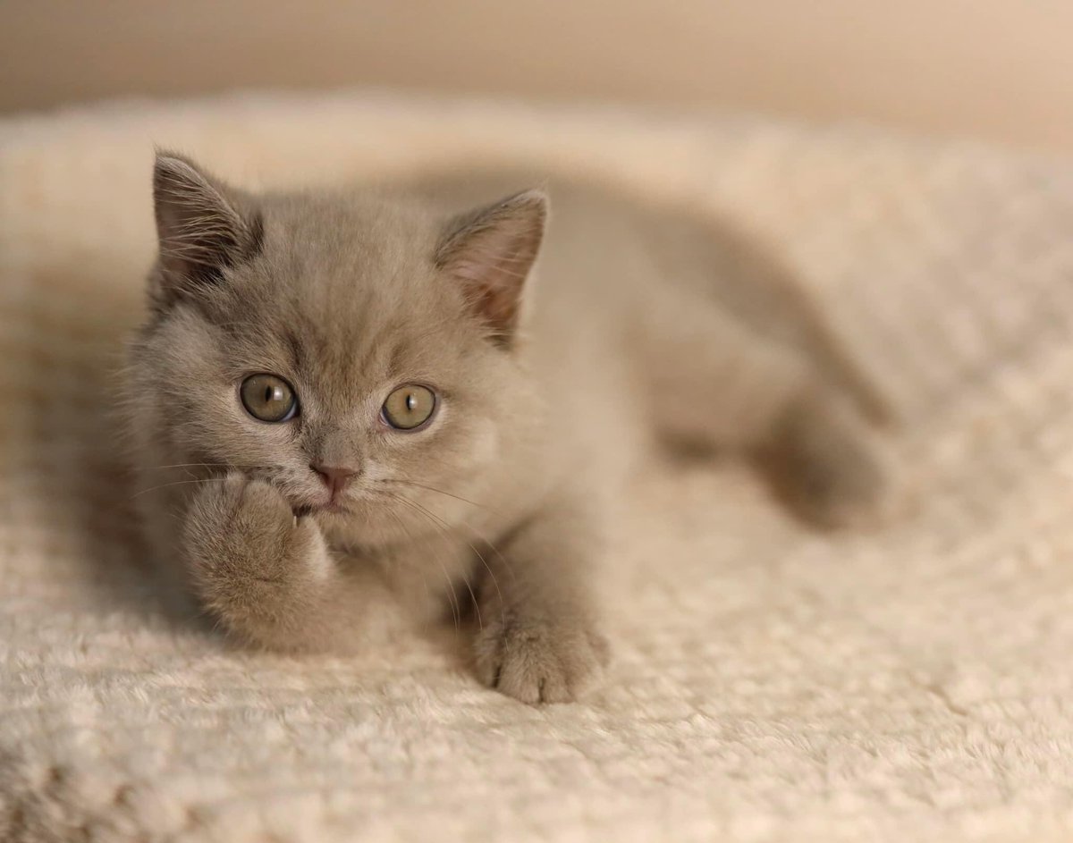 wattia_'s tweet photo. La piccola grande famiglia dei british #2919🐻

#britishshorthair #cats #CatsOfTwitter #CatsOnTwitter #catstagram #CatsLover #animali #gatti #CuteAnimals #cat #animals #kittens #7novembre #gatti #cutecats #catsofig #catsofinstagram #catsofworld https://t.co/NjYtHD1gwm