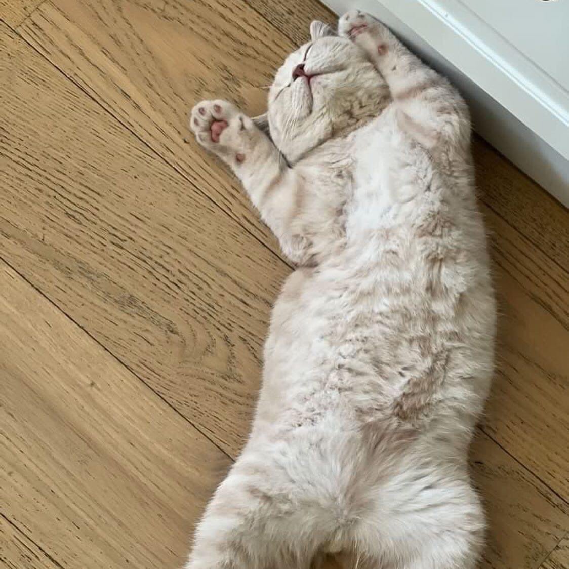 wattia_'s tweet photo. La piccola grande famiglia dei british #2921🐻

#britishshorthair #cats #CatsOfTwitter #CatsOnTwitter #catstagram #CatsLover #animali #gatti #CuteAnimals #cat #animals #kittens #7novembre #gatti #cutecats #catsofig #catsofinstagram #catsofworld https://t.co/5bjGtHTTK8