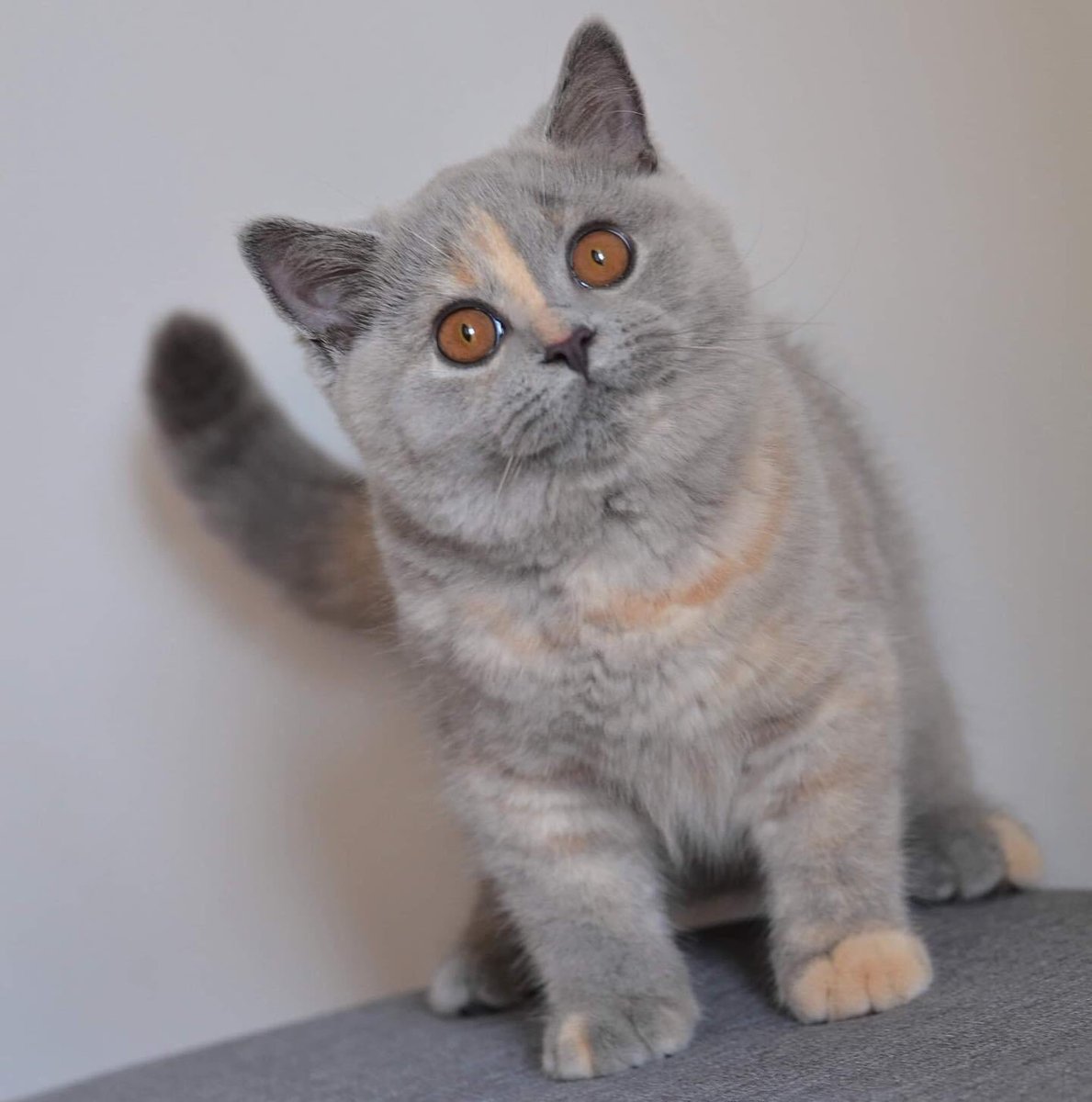 wattia_'s tweet photo. La piccola grande famiglia dei british #2921🐻

#britishshorthair #cats #CatsOfTwitter #CatsOnTwitter #catstagram #CatsLover #animali #gatti #CuteAnimals #cat #animals #kittens #7novembre #gatti #cutecats #catsofig #catsofinstagram #catsofworld https://t.co/5bjGtHTTK8