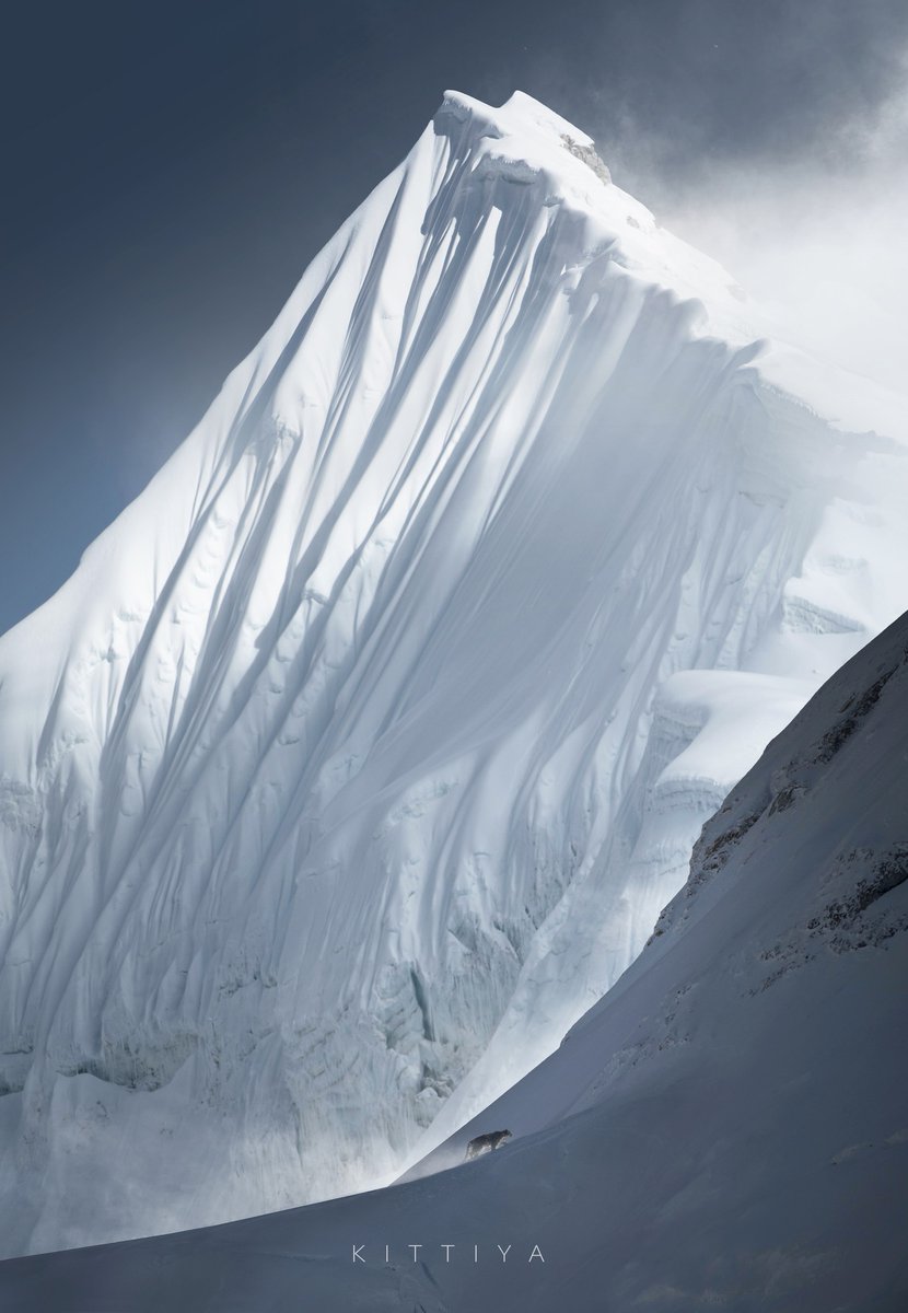 bhadrarukum's tweet photo. Photographer Kittiya Pawlowski captures snow leopard above 5000 meters of Everest region. 
https://t.co/QffXvzGPsy https://t.co/Z6WUhRB17D