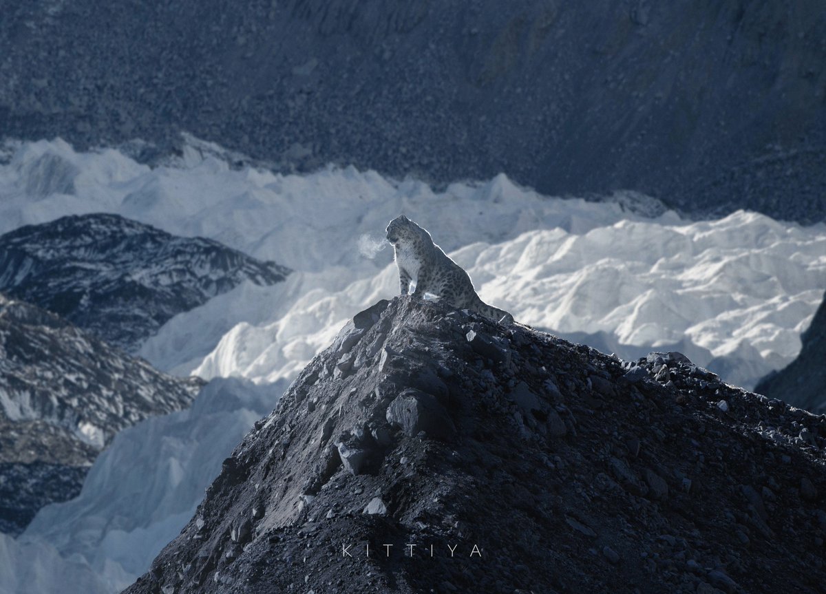 bhadrarukum's tweet photo. Photographer Kittiya Pawlowski captures snow leopard above 5000 meters of Everest region. 
https://t.co/QffXvzGPsy https://t.co/Z6WUhRB17D