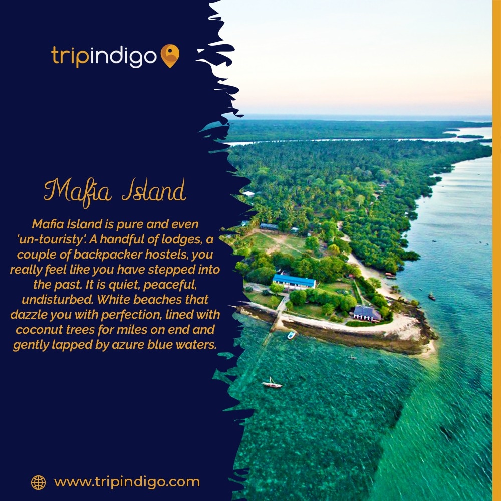 Mafia Island is truly an experience of a Lifetime!!

Book a flight today from @tripindigocom 
.
.
.
#Tripindigo #scuba #eastafrica #explore #scubadivingfun #scubadiving #mafiaisland #exploreeastafrica #eastafricatour #travel #fly #adventuretrip #tanzania #booknow #booktravel