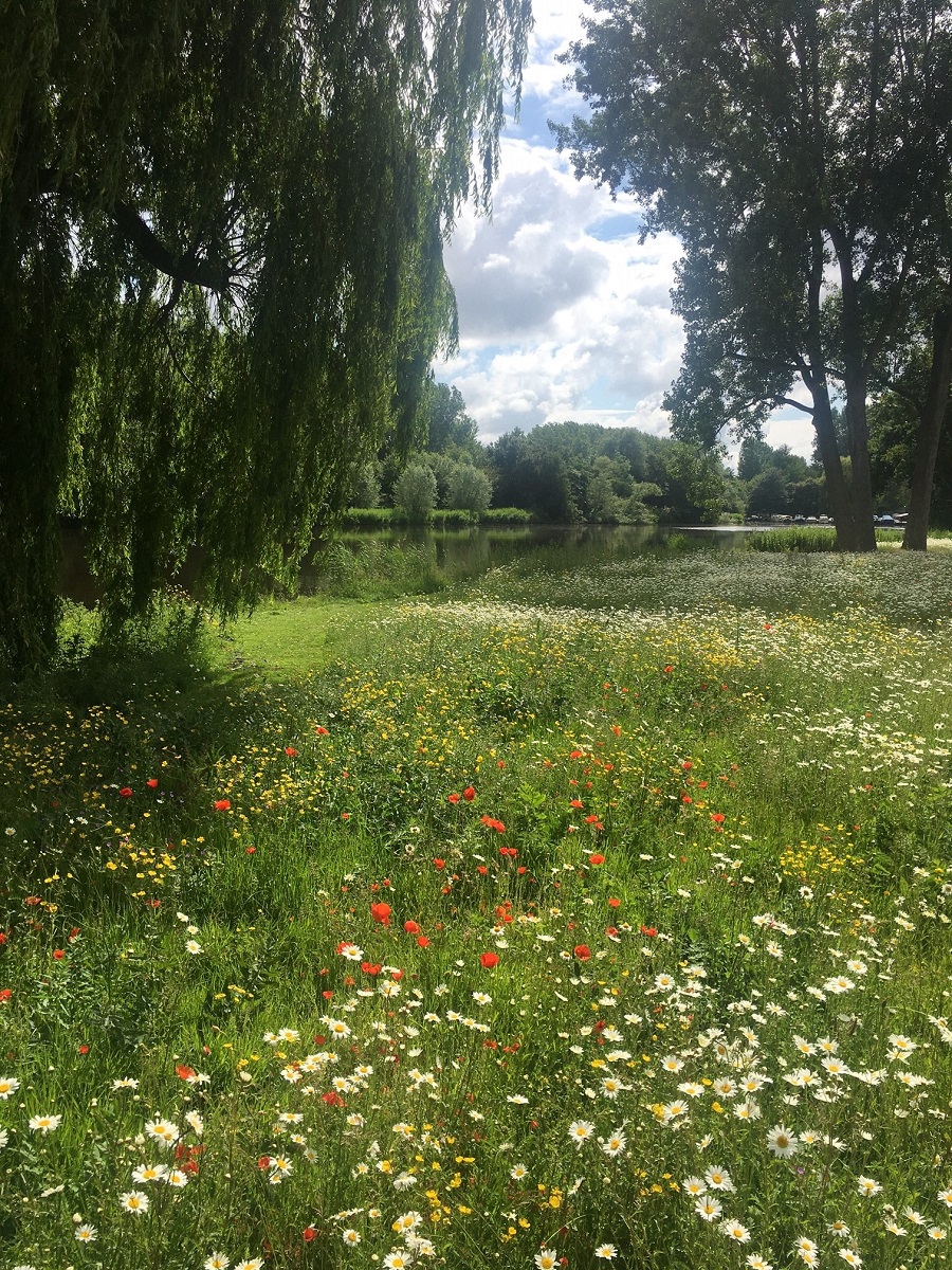 Welke planten groeien hier in het veenweidegebied? Waar broeden de weidevogels? Welke vlinders en libellen vliegen door Zaanstad? 🌾🐦🦋

Dit en nog veel meer informatie vindt u nu in de digitale versie van de Zaanse Natuuratlas!

Neem hier een kijkje. 👉 bit.ly/natuuratlas