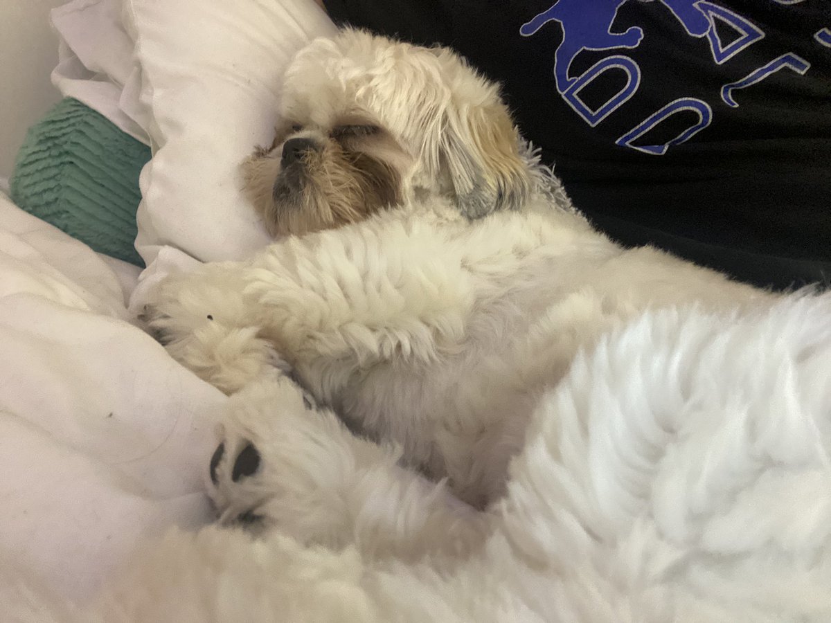 AlexiaXAponte's tweet photo. Heres my dog taking a nap 🫶🏻 https://t.co/94Ys0flP8x