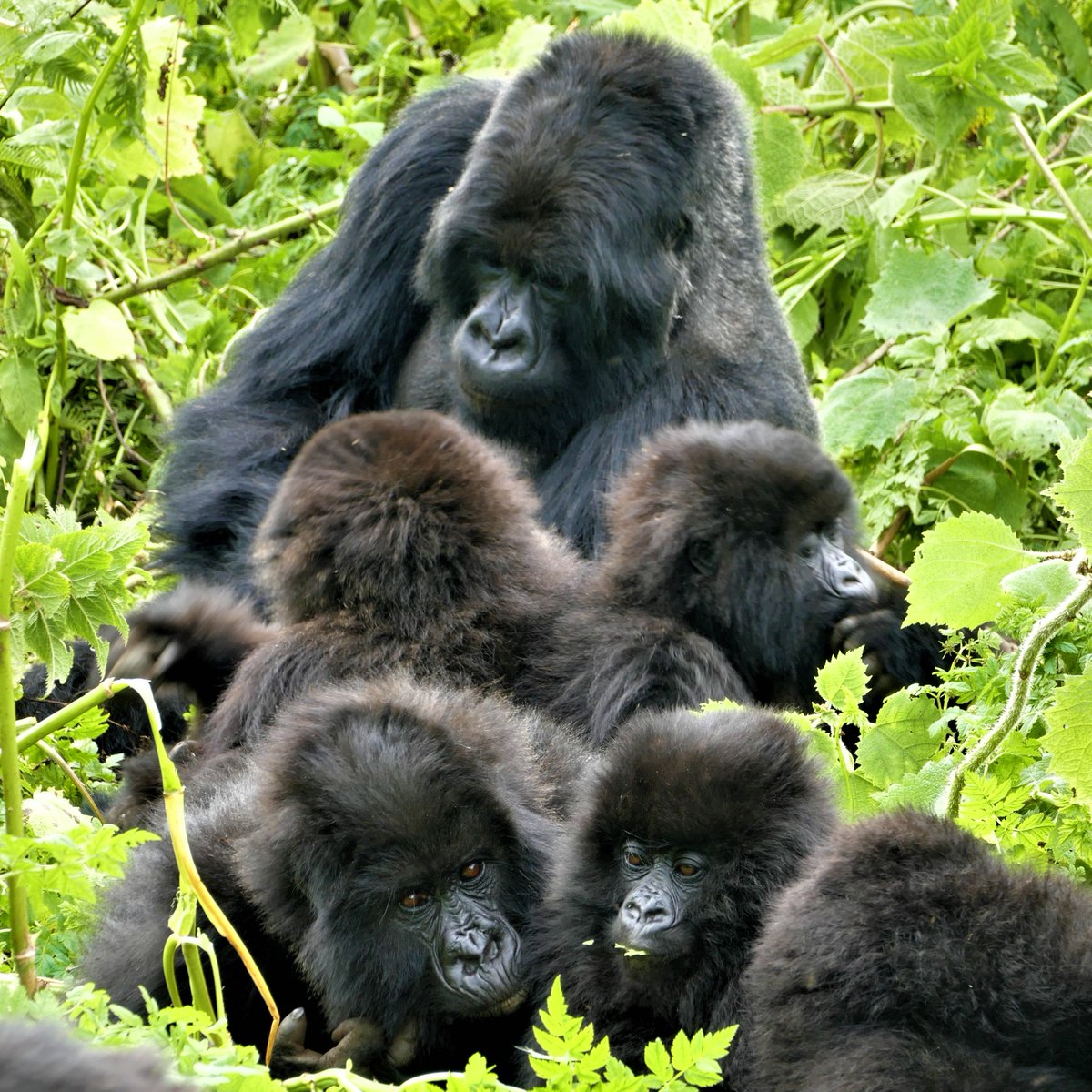 FULLY FUNDED #PhD position with me and @andrea_migliano at @UZH_Science in collaboration with @SavingGorillas using mountain gorillas as a study system to examine the evolution of flexible dispersal patterns. Full information: tinyurl.com/yc2j46sd 📷@ve_vecellio Pls retweet!