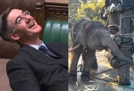 Save The Asian Elephants tweet media