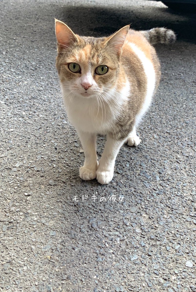 icdttto1224's tweet photo. 🐈今日のモドキ君

😽🐱彼女を連れての初来店💕

20221107

🐈‍⬛🐈🐈‍⬛🐈🐈‍⬛🐈🐈‍⬛🐈🐈‍⬛🐈
＃保護猫活動支援プロジェクト
＃CatHubProject
🐈‍⬛🐈🐈‍⬛🐈🐈‍⬛🐈🐈‍⬛🐈🐈‍⬛🐈

#尾道　#保護猫活動　#保護猫
#猫好き　#猫　#保護猫と暮らす
#猫好きと繋がりたい　#猫のいる暮らし🐾 https://t.co/OfCmpjbF7H