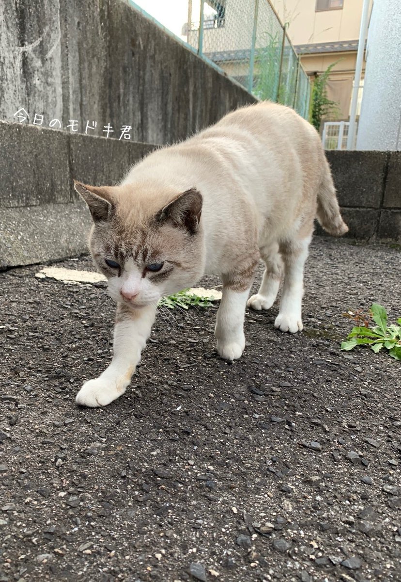 icdttto1224's tweet photo. 🐈今日のモドキ君

😽🐱彼女を連れての初来店💕

20221107

🐈‍⬛🐈🐈‍⬛🐈🐈‍⬛🐈🐈‍⬛🐈🐈‍⬛🐈
＃保護猫活動支援プロジェクト
＃CatHubProject
🐈‍⬛🐈🐈‍⬛🐈🐈‍⬛🐈🐈‍⬛🐈🐈‍⬛🐈

#尾道　#保護猫活動　#保護猫
#猫好き　#猫　#保護猫と暮らす
#猫好きと繋がりたい　#猫のいる暮らし🐾 https://t.co/OfCmpjbF7H